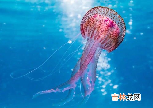 水母能活多久,海洋馆卖的水母能活多久？
