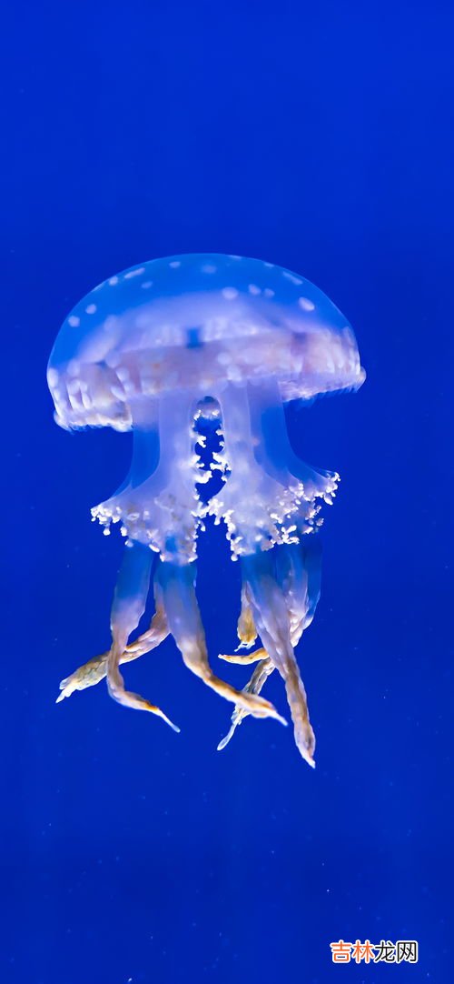 水母能活多久,海洋馆卖的水母能活多久?