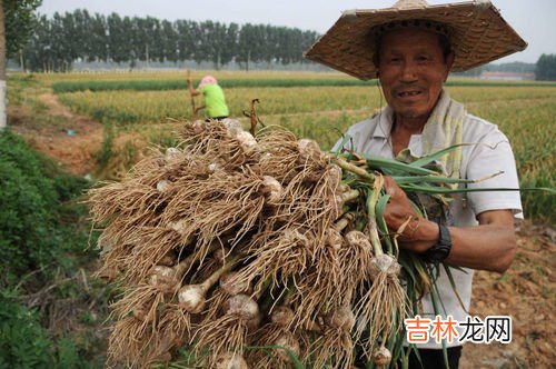 大蒜怎么种,大蒜怎么种植