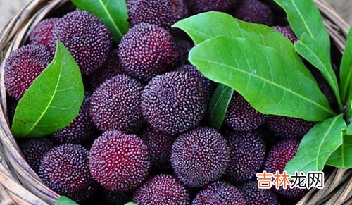 杨梅为什么不能多吃,杨梅吃多了会怎么样