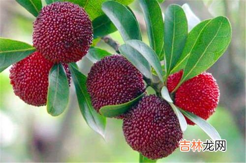 杨梅为什么不能多吃,杨梅吃多了会怎么样