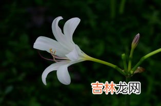 中国石蒜和忽地笑区别,石蒜和彼岸花的区别