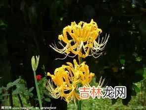 中国石蒜和忽地笑区别,石蒜和彼岸花的区别