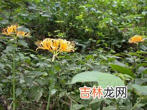 中国石蒜和忽地笑区别,石蒜和彼岸花的区别