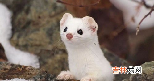 黄鼠狼的天敌,什么动物是黄鼠狼的天敌