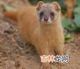 黄鼠狼的天敌,什么动物是黄鼠狼的天敌