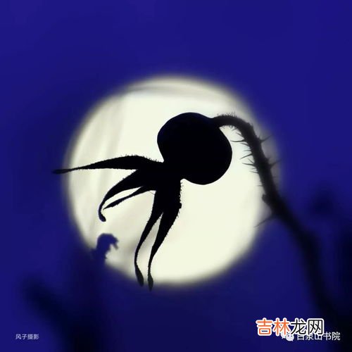 柏拉图式爱情什么意思,柏拉图式的爱情是什么意思