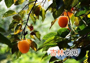 柿子季节,柿子是什么季节的水果