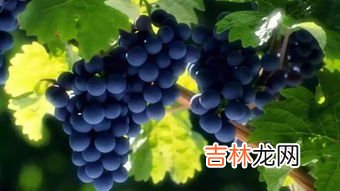 无籽葡萄对身体有害吗,为什么不能吃没有籽的葡萄