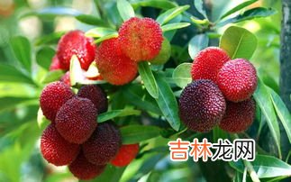 杨梅和樱桃可以一起吃吗,杨梅和樱桃看着就想吃,究竟能不能给一岁宝宝吃?