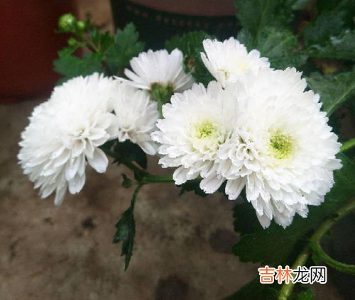 菊花的特点和象征意义,菊花的特点和象征意义