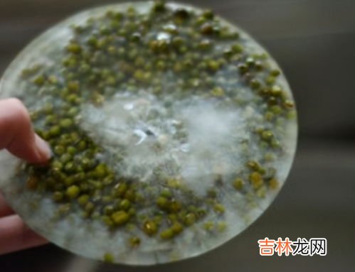 绿豆汤煮了放在冰箱4天还可以喝吗,绿豆汤煮了放在冰箱4天还可以喝吗 绿豆汤煮了放在冰箱4天还能不能喝