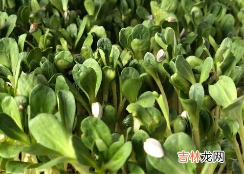 芽苗菜怎么种,种植芽苗菜的方法