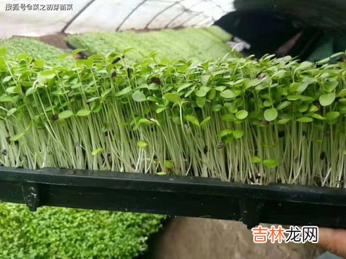 芽苗菜怎么种,种植芽苗菜的方法