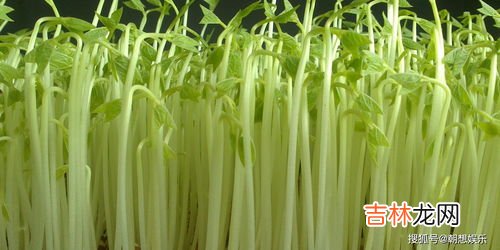 芽苗菜怎么种,种植芽苗菜的方法