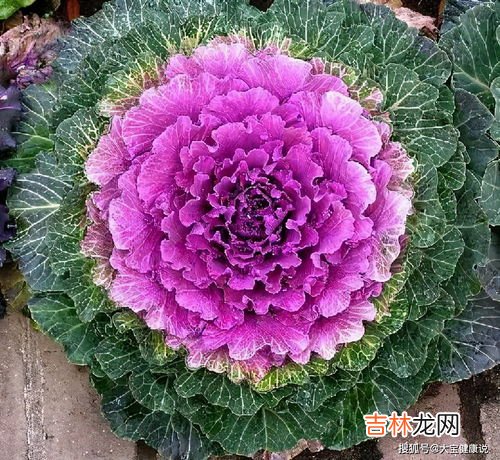 羽衣甘蓝能生吃吗,羽衣甘蓝能生吃吗,羽衣甘蓝可以吃吗?