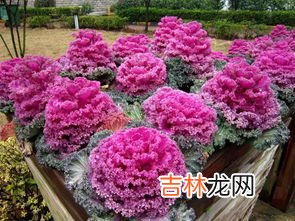 羽衣甘藍能生吃嗎,羽衣甘藍能生吃嗎,羽衣甘藍可以吃嗎?
