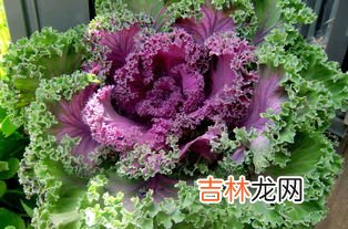羽衣甘蓝能生吃吗,羽衣甘蓝能生吃吗,羽衣甘蓝可以吃吗?