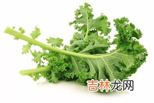 羽衣甘藍能生吃嗎,羽衣甘藍能生吃嗎,羽衣甘藍可以吃嗎?