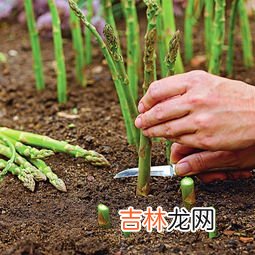 常吃芦笋的害处,芦笋的功效与作用及禁忌