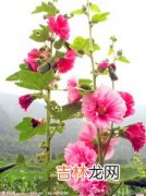 芙蓉花象征什么,芙蓉花寓意