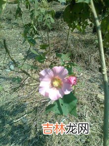 芙蓉花象征什么,芙蓉花寓意