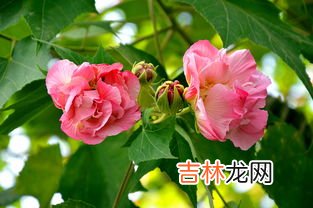 芙蓉花象征什么,芙蓉花寓意