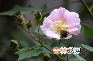 芙蓉花象征什么,芙蓉花寓意