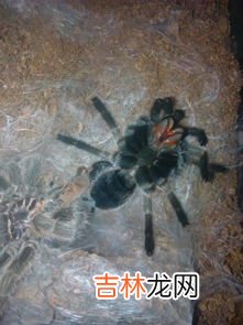 蜘蛛有几条腿,蜘蛛有多少条腿呢?