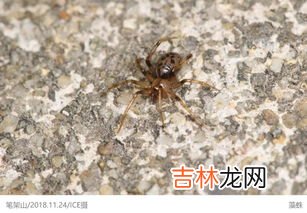 蜘蛛有几条腿,蜘蛛有多少条腿呢?