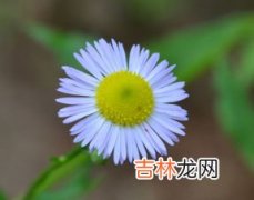 新鲜野菊花怎么处理泡茶 山上的野菊花摘回来怎么处理,摘的新鲜野菊花怎么处理