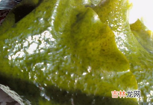 海带上有小疙瘩能吃吗,海带表面总是出现“小疙瘩”,这到底能不能吃?