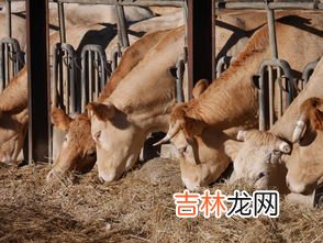 去非洲搞养殖会不会赚钱,鸵鸟养殖成本利润 养殖鸵鸟赚钱吗
