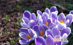 藏红花可以和蜂蜜一起泡水喝吗,红花可以和蜂蜜一起喝吗？