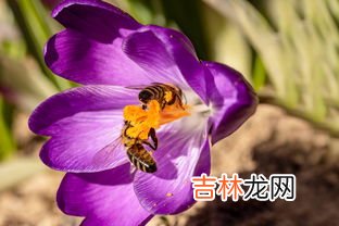 藏红花可以和蜂蜜一起泡水喝吗,红花可以和蜂蜜一起喝吗？