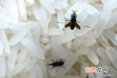 米里面有虫子怎么办,米里面有虫子怎么办 教你简单3招让虫子彻底消失