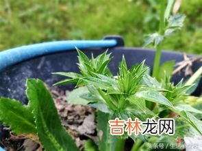 芫茜和香菜的区别,香菜和芫荽有什么区别啊！