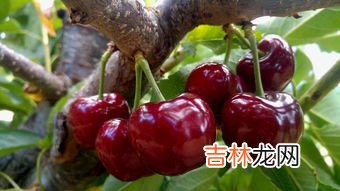 车厘子一斤有几颗,一斤车厘子有多少个