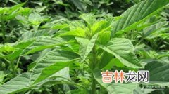 红叶苋菜的功效与作用,红叶苋菜的功效与作用 红叶苋菜的功效与作用介绍