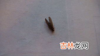 夏季家里很多虫怎么办,夏天家里有很多小飞虫，怎么处理？