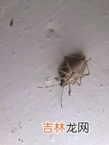 夏季家里很多虫怎么办,夏天家里有很多小飞虫，怎么处理？