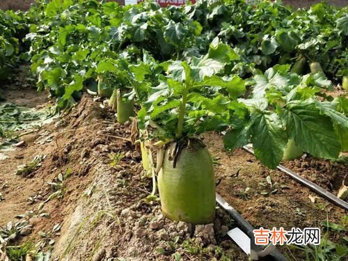 男子在花坛摘大蒜叶烧鱼吃中毒,家庭红烧鱼块怎么做好吃又简单,做法图解