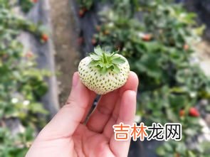 男子在花坛摘大蒜叶烧鱼吃中毒,家庭红烧鱼块怎么做好吃又简单,做法图解