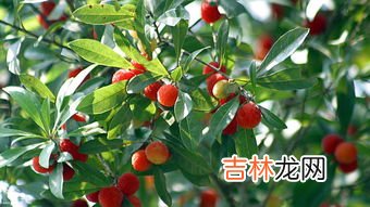 衣服上杨梅汁怎么处理,如何去除衣服上的杨梅汁