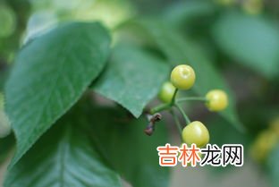 樱桃泡水为什么有虫,樱桃用盐水泡有虫能吃吗 樱桃怎么洗能泡出虫