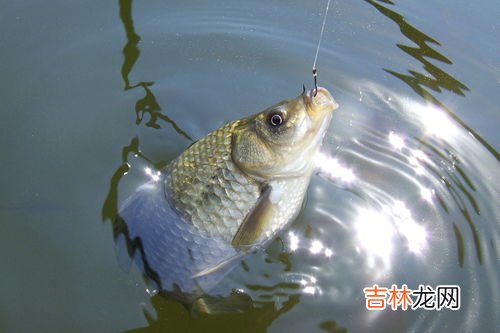 钓鲫鱼用什么饵料,钓鲫鱼用什么饵料最好