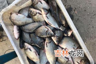 钓鲫鱼用什么饵料,钓鲫鱼用什么饵料最好