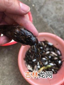 鱼苗吃什么,刚出生的小鱼苗吃什么食物，怎样让鱼苗长的快