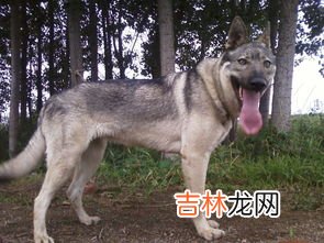 狼青犬 狼青犬和德牧哪一种更凶猛,狼青好还是德牧好?