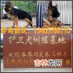 狼青犬 狼青犬和德牧哪一种更凶猛,狼青好还是德牧好?